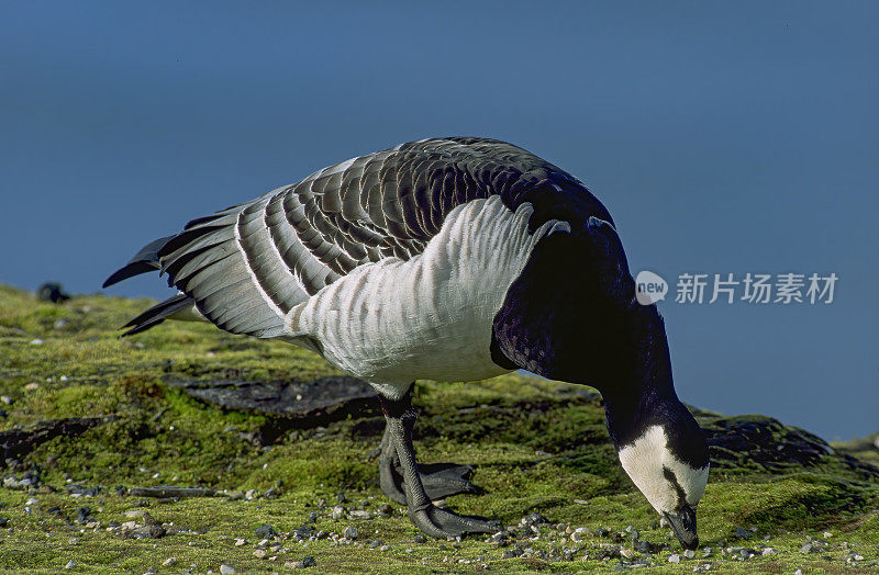 藤壶鹅，Branta leucopsis，发现于斯瓦尔巴群岛。